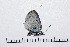  ( - RVcoll16J050)  @12 [ ] Copyright (2016) Roger Vila Institut de Biologia Evolutiva (CSIC-UPF), Butterfly Diversity and Evolution Lab