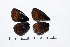  ( - RVcoll15H198)  @11 [ ] Copyright (2016) Roger Vila Institut de Biologia Evolutiva (CSIC-UPF), Butterfly Diversity and Evolution Lab