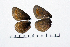 ( - RVcoll15J569)  @11 [ ] Copyright (2016) Roger Vila Institut de Biologia Evolutiva (CSIC-UPF), Butterfly Diversity and Evolution Lab