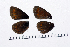  ( - RVcoll15J583)  @11 [ ] Copyright (2016) Roger Vila Institut de Biologia Evolutiva (CSIC-UPF), Butterfly Diversity and Evolution Lab