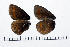  ( - RVcoll15J590)  @11 [ ] Copyright (2016) Roger Vila Institut de Biologia Evolutiva (CSIC-UPF), Butterfly Diversity and Evolution Lab