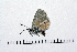  ( - RVcoll16H587)  @12 [ ] Copyright (2016) Roger Vila Institut de Biologia Evolutiva (CSIC-UPF), Butterfly Diversity and Evolution Lab