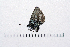  ( - RVcoll16H631)  @12 [ ] Copyright (2016) Roger Vila Institut de Biologia Evolutiva (CSIC-UPF), Butterfly Diversity and Evolution Lab