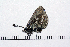  ( - RVcoll16H632)  @12 [ ] Copyright (2016) Roger Vila Institut de Biologia Evolutiva (CSIC-UPF), Butterfly Diversity and Evolution Lab
