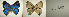  ( - USNM ENT 00181745)  @12 [ ] Unspecified (default): All Rights Reserved  Unspecified Unspecified