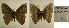  ( - USNM ENT 01102257)  @12 [ ] Unspecified (default): All Rights Reserved (2016) Unspecified Smithsonian Institution