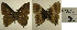  ( - USNM ENT 01102259)  @12 [ ] Unspecified (default): All Rights Reserved (2016) Unspecified Smithsonian Institution