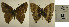  ( - USNM ENT 01102260)  @12 [ ] Unspecified (default): All Rights Reserved (2016) Unspecified Smithsonian Institution