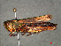  ( - RMNH.INS.543438)  @13 [ ] CreativeCommons - Attribution Non-Commercial Share-Alike (2013) Unspecified Naturalis Biodiversity Center