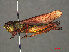  (Chorthippus yersini - RMNH.INS.545348)  @14 [ ] CreativeCommons - Attribution Non-Commercial Share-Alike (2013) Unspecified Naturalis Biodiversity Center