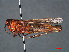  ( - RMNH.INS.546229)  @11 [ ] CreativeCommons - Attribution Non-Commercial Share-Alike (2013) Unspecified Naturalis Biodiversity Center
