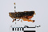  ( - RMNH.INS.546264)  @11 [ ] CreativeCommons - Attribution Non-Commercial Share-Alike (2013) Unspecified Naturalis Biodiversity Center