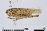  ( - RMNH.INS.546296)  @11 [ ] CreativeCommons - Attribution Non-Commercial Share-Alike (2013) Unspecified Naturalis Biodiversity Center