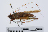  ( - RMNH.INS.546353)  @11 [ ] CreativeCommons - Attribution Non-Commercial Share-Alike (2013) Unspecified Naturalis Biodiversity Center