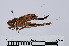  ( - RMNH.INS.547948)  @11 [ ] CreativeCommons - Attribution Non-Commercial Share-Alike (2013) Unspecified Naturalis Biodiversity Center