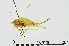  ( - RMNH.INS.550909)  @11 [ ] CreativeCommons - Attribution Non-Commercial Share-Alike (2013) Unspecified Naturalis Biodiversity Center