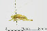  ( - RMNH.INS.550910)  @11 [ ] CreativeCommons - Attribution Non-Commercial Share-Alike (2013) Unspecified Naturalis Biodiversity Center