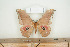  ( - BC-TB7943)  @12 [ ] Copyright (2010) Thierry Bouyer Research Collection of Phillipe Leonard