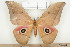  ( - BC-TB7944)  @14 [ ] Copyright (2010) Thierry Bouyer Research Collection of Phillipe Leonard