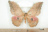  ( - BC-TB7946)  @13 [ ] Copyright (2010) Thierry Bouyer Research Collection of Phillipe Leonard
