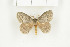  ( - BC-TB8007)  @13 [ ] Copyright (2010) Thierry Bouyer Research Collection of Phillipe Leonard