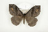  ( - BC-TB8065)  @14 [ ] Copyright (2010) Thierry Bouyer Research Collection of Phillipe Leonard