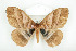 ( - BC-TB8066)  @14 [ ] Copyright (2010) Thierry Bouyer Research Collection of Phillipe Leonard