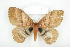 ( - BC-TB8072)  @14 [ ] Copyright (2010) Thierry Bouyer Research Collection of Phillipe Leonard