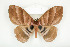  ( - BC-TB8074)  @14 [ ] Copyright (2010) Thierry Bouyer Research Collection of Phillipe Leonard