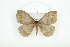 ( - BC-TB8082)  @13 [ ] Copyright (2010) Thierry Bouyer Research Collection of Phillipe Leonard