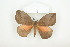  ( - BC-TB8084)  @14 [ ] Copyright (2010) Thierry Bouyer Research Collection of Phillipe Leonard