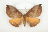  ( - BC-TB8085)  @14 [ ] Copyright (2010) Thierry Bouyer Research Collection of Phillipe Leonard