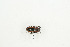  (Prosopocoilus mefianti - BC-TB9124)  @13 [ ] Copyright (2012) Thierry Bouyer Research Collection of Thierry Bouyer