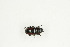  ( - BC-TB9125)  @11 [ ] Copyright (2012) Thierry Bouyer Research Collection of Thierry Bouyer