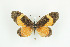  ( - BC-TB9155)  @12 [ ] Copyright (2012) Thierry Bouyer Research Collection of Thierry Bouyer
