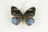  (Hewitsonia ugandae - BC-TB9171)  @12 [ ] Copyright (2012) Thierry Bouyer Research Collection of Thierry Bouyer