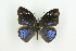  (Hewitsonia intermedia - BC-TB9186)  @13 [ ] Copyright (2012) Thierry Bouyer Research Collection of Thierry Bouyer