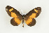  ( - BC-TB9193)  @12 [ ] Copyright (2012) Thierry Bouyer Research Collection of Thierry Bouyer