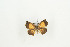  (Aslauga marginalis - BC-TB9240)  @12 [ ] Copyright (2012) Thierry Bouyer Research Collection of Thierry Bouyer