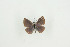  (Petrelaea sichela - BC-TB9308)  @12 [ ] Copyright (2012) Thierry Bouyer Research Collection of Thierry Bouyer