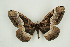  ( - BC-TB9506)  @13 [ ] Copyright (2012) Thierry Bouyer Research Collection of Thierry Bouyer
