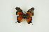  ( - BC-TB9647)  @13 [ ] Copyright (2012) Thierry Bouyer Research Collection of Thierry Bouyer