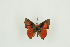  (Axiocerses borealis - BC-TB9665)  @13 [ ] Copyright (2012) Thierry Bouyer Research Collection of Thierry Bouyer