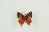  ( - BC-TB9687)  @13 [ ] Copyright (2012) Thierry Bouyer Research Collection of Thierry Bouyer