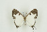  (Pseudaletis michelae - BC-TB9718)  @13 [ ] Copyright (2012) Thierry Bouyer Research Collection of Thierry Bouyer