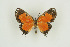  ( - BC-TB9742)  @12 [ ] Copyright (2012) Thierry Bouyer Research Collection of Thierry Bouyer