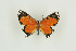  (Pseudaletis agrippina - BC-TB9743)  @12 [ ] Copyright (2012) Thierry Bouyer Research Collection of Thierry Bouyer