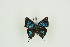  ( - BC-TB9836)  @11 [ ] Copyright (2012) Thierry Bouyer Research Collection of Thierry Bouyer