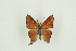 ( - BC-TB9884)  @13 [ ] Copyright (2012) Thierry Bouyer Research Collection of Thierry Bouyer