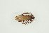  ( - BC-TB9950)  @11 [ ] Copyright (2012) Thierry Bouyer Research Collection of Thierry Bouyer